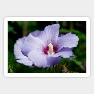 hibiscus flower Sticker